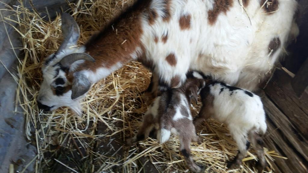 Farm stay Mare E Monti